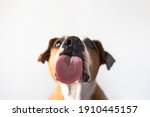 Dog with licking tongue, close-up view, shot through the glass. Funny pet portrait, focus on the tongue