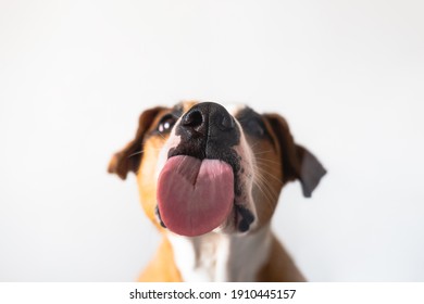 Dog with licking tongue, close-up view, shot through the glass. Funny pet portrait, focus on the tongue - Shutterstock ID 1910445157