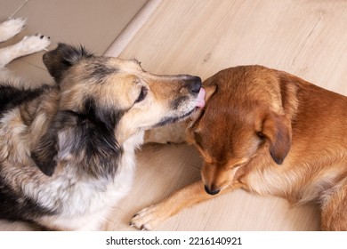 A Dog Licks Another Dog's Ear Close Up