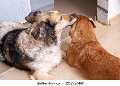 A Dog Licks Another Dog's Ear Close Up