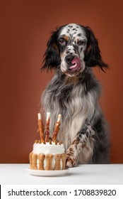 The Dog Licks A Birthday Cake