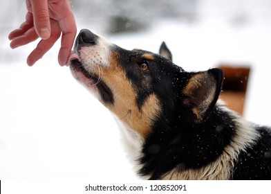 Dog Licks Hand