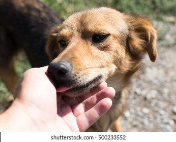 Dog Licks The Hand Of Man