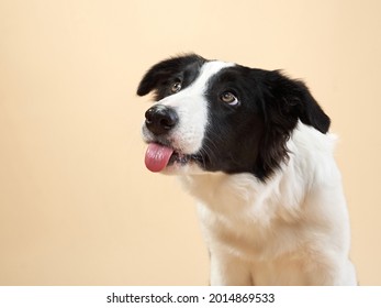 The Dog Licks Her Lips, Stuck Out Her Tongue. Border Collie Puppy. Funny Pet In Studio