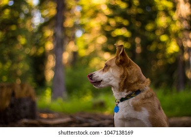 Dog Licks Her Nose At Camp Site