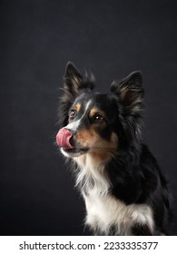 dog licks his lips on gray background. Happy border collie in the studio. pet portrait - Shutterstock ID 2233335377