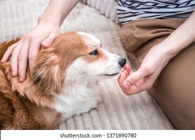 Dog Licks His Owner's Hand. Concept Of Dedication