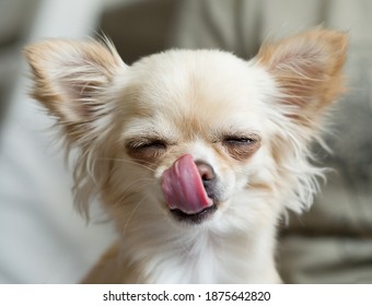 The dog licks its lips. Funny chihuahua
