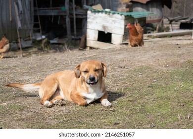 Dog Lie Down In Rural Yard, Orange Dog Laying In Ground On Farm