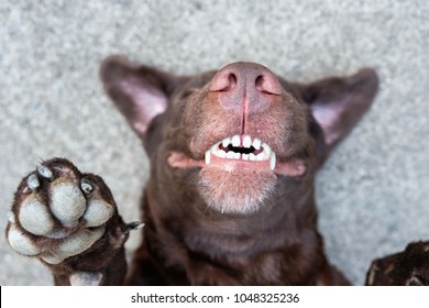 dog lie on its back and show smiling dog teeth 