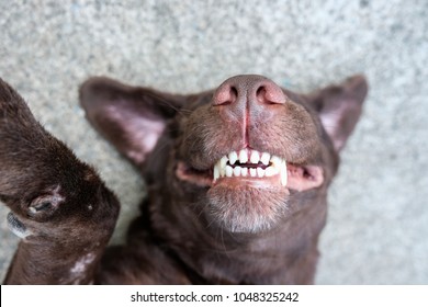 dog lie on its back and show smiling dog teeth 