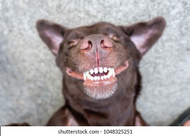 Dog Lie On Its Back And Show Smiling Dog Teeth 