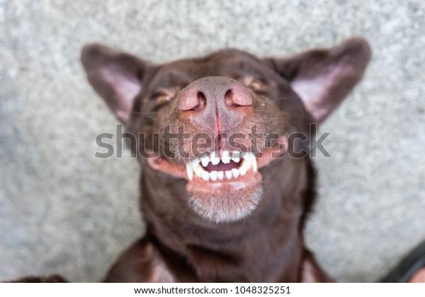 dog lie on\
its back and show smiling dog teeth\
