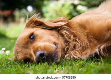 Dog lieing on its side looking into the camera