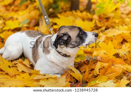 Similar – Funny dog with big yellow leaf on head