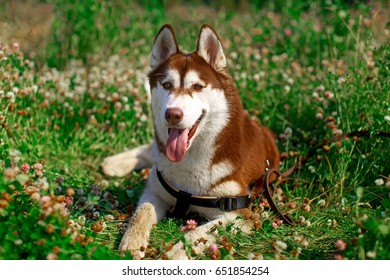 A dog lies in the grass. Husky Siberian resting on a summer afternoon. - Shutterstock ID 651854254