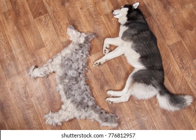 Dog lies next to the figure dog from combed wool. Siberian husky lying next to its combed-out seasonal undercoat. Moulting and big pile fur. View from above.