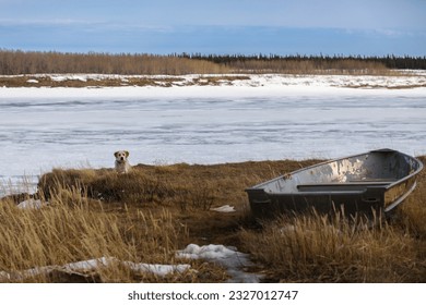 A dog lies on the bank of the frozen Severn River in the Indigenous town of Fort Severn on Hudson Bay, the most northerly community in Ontario, Canada - Shutterstock ID 2327012747