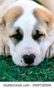 The dog lies on the grass, close-up