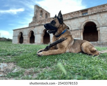 A dog lies on the grass holding a stick in its mouth at the Tiermes ruins in Soria, Spain. The ancient stone structure in the background and the playful dog create a beautiful contrast. - Powered by Shutterstock