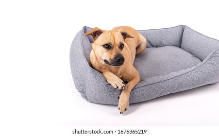 15,194 Dog bed in house Images, Stock Photos & Vectors | Shutterstock