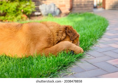 The Dog Lies On A Green Lawn And Covers Its Muzzle With A Paw In Shame. The Dog Is Ashamed.