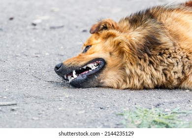 A Dog Lies On The Ground With Its Mouth Open And Suffers From Extreme Heat