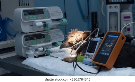 The dog lies on the operating table in surgery, surrounded by monitors monitoring vital signs. A veterinary anesthetist monitors a dog's heart rate and oxygen during surgery. - Powered by Shutterstock