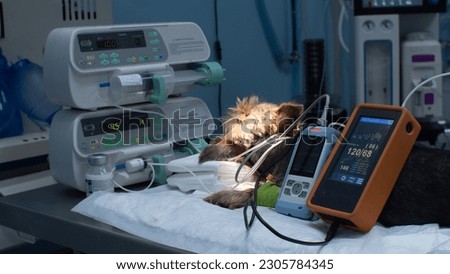 The dog lies on the operating table in surgery, surrounded by monitors monitoring vital signs. A veterinary anesthetist monitors a dog's heart rate and oxygen during surgery. Сток-фото © 