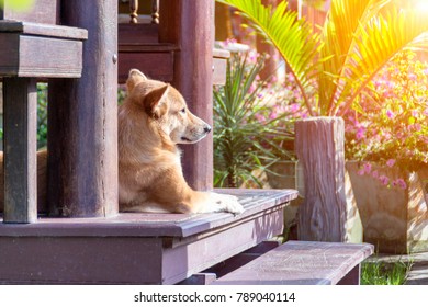 Cute Cat On Nature Background Stock Photo 1743196478 | Shutterstock