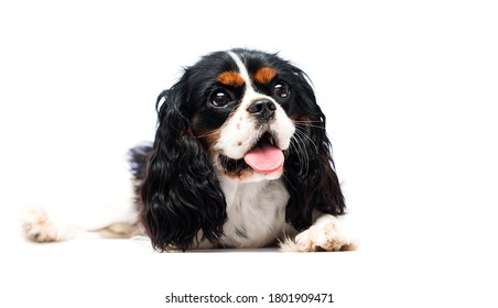 dog lies on a white background, Cavalier King Charles Spaniel