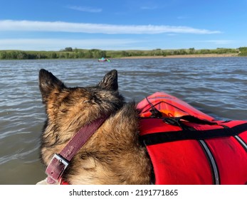 Dog In Life Jacket Looks At Lake From Boat