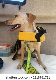 Dog In A Lifejacket Looking Sideways