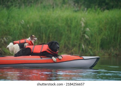 Dog In Lifejacket On Kayak