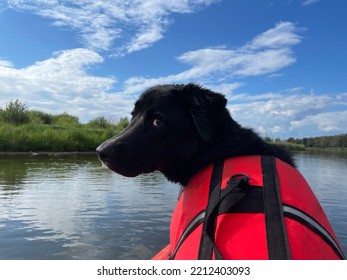 Dog In Lifejacket On Kayak 