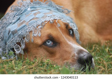 Dog With Light Blue Eyes Wearing Light Blue Lacy Scarf Around Head.