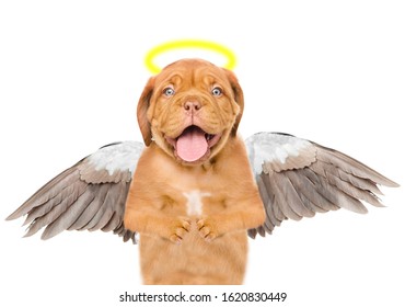 Dog like an angel, with wings and golden halo. Isolated on white background