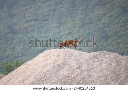 Similar – Image, Stock Photo Woodland in a sand dune environment on the west coast of Belgium. A walk through dry and varied nature. The sun illuminates the wilderness