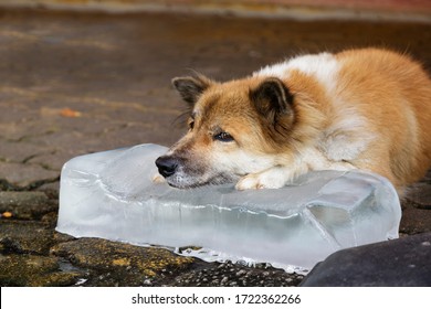 A dog like to sleep on the ice when hot weather