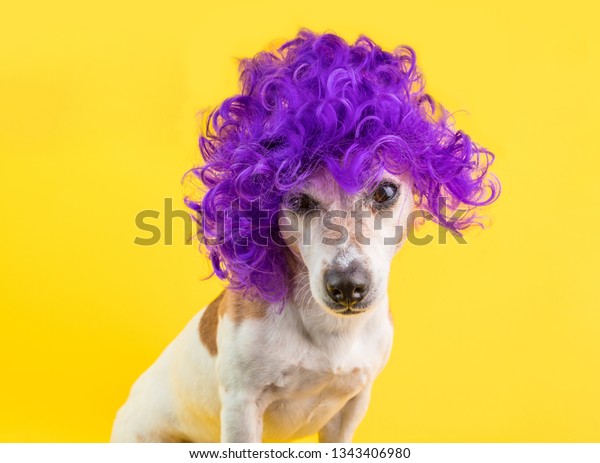 驚いた犬の顔をライラックの巻き毛のかつらで覆った黄色い明るい背景 愛玩動物の鼻筋 写真素材 Shutterstock