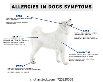 Dog And List Of Allergies Symptoms On White Background