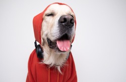 The Dog Is Listening To Music. Golden Retriever Sits In A Red Sweatshirt And Black Headphones Against A White Wall.
