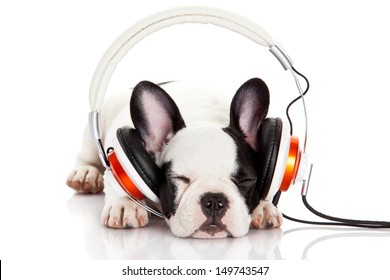 dog listening to music with headphones isolated on white background. French bulldog puppy portrait on a white background