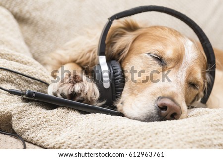 Dog listening to music mobile phone