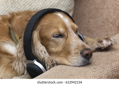 Dog Listens To Music In Headphones