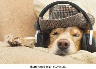 Dog Listens To Music In Headphones