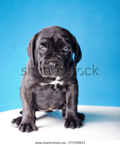 Dog Little Puppy Black Cane Corso Stock Photo Edit Now