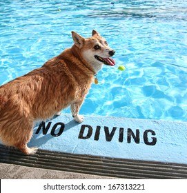 A Dog At A Local Public Pool