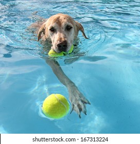 A Dog At A Local Public Pool