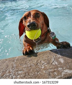 A Dog At A Local Public Pool